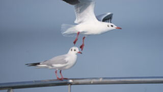 mela 湿地の干潟+吹きさらしの荒野 mela 湿地の干潟+吹きさらしの荒野 湿地の干潟/Marsh Flats》[ZEN] 土地