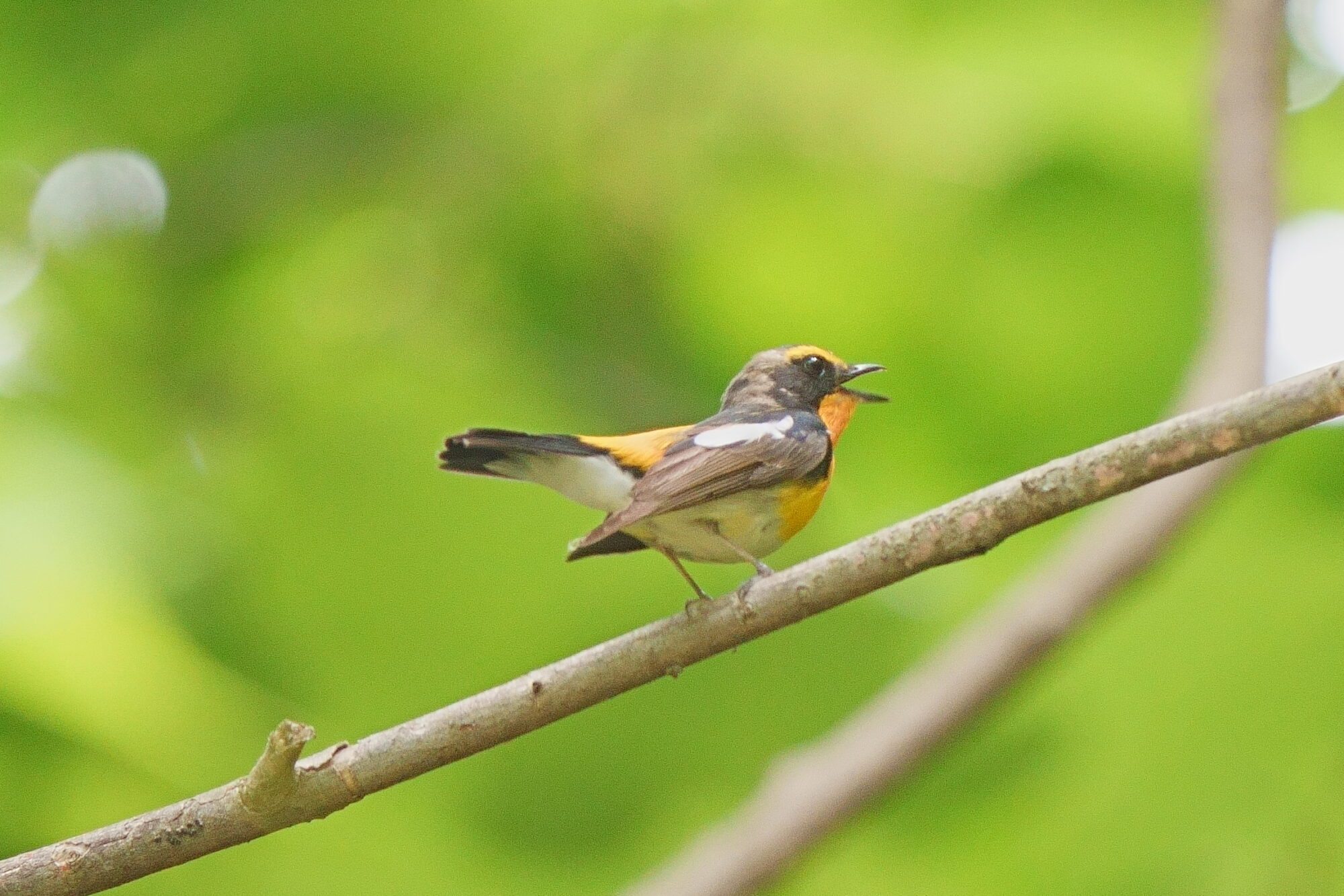 キビタキ画像 – キビタキ 聞きなし , 野鳥の会・埼玉 野鳥の鳴き声を楽しもう – MIKJK