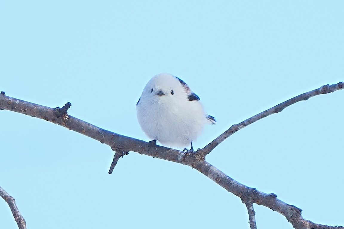 大沼公園 / シマエナガほか | 流山野鳥同好会