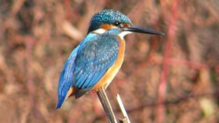 kawasemimitaohorigawa_ec-