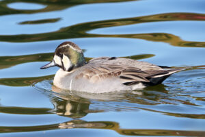 20251119_tomoegamo-onagagamo2-1