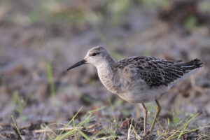 erimakishigi5-di1hui-dong-yu2010.11.02